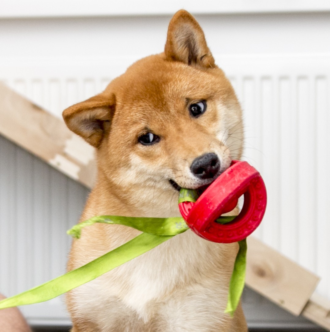 Kus? - My, Shiba Inu, Dog, Muzzle