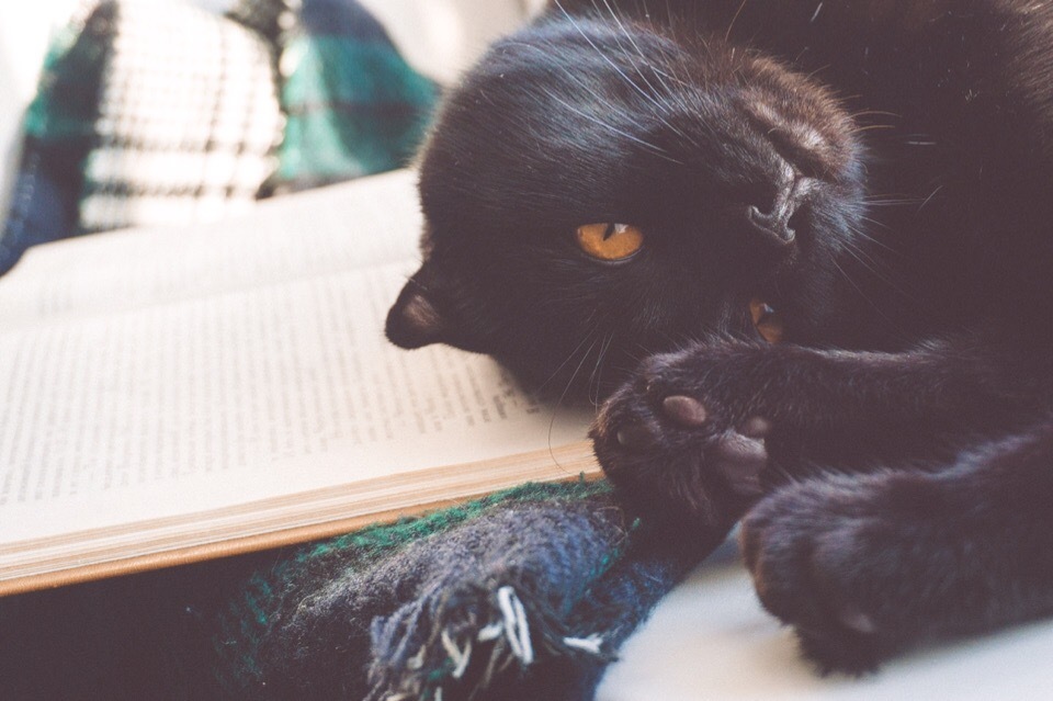 book cat - My, cat, Impudent muzzle, Longcat, Catomafia, Pets, Black cat, Books