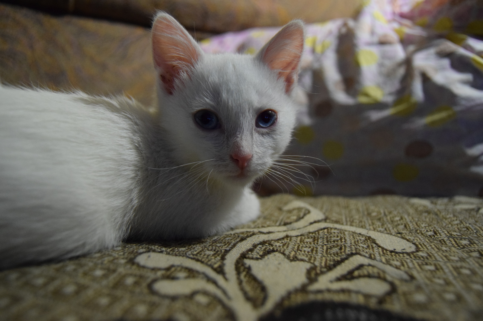 White cat is looking for owners in Nizhny Tagil - My, In good hands, No rating, cat, Nizhny Tagil, Longpost