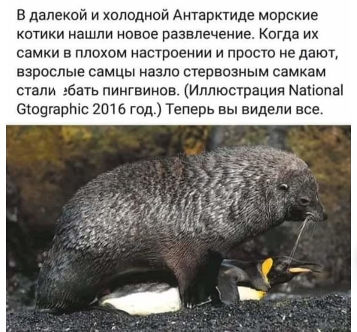 In distant and cold Antarctica - Picture with text, Fur seal, Penguins, From the network
