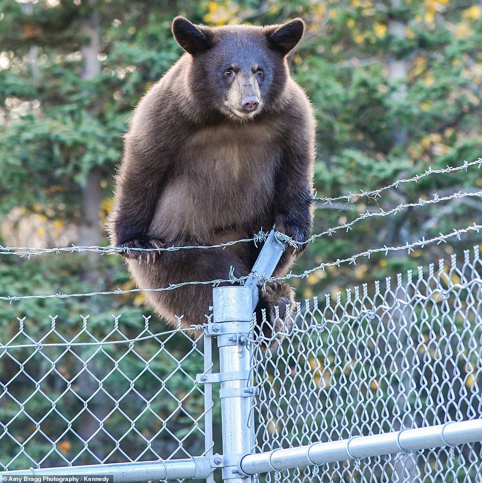 THE ESCAPE - Alaska, Animals, The Bears, USA, Longpost