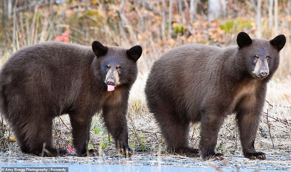 THE ESCAPE - Alaska, Animals, The Bears, USA, Longpost