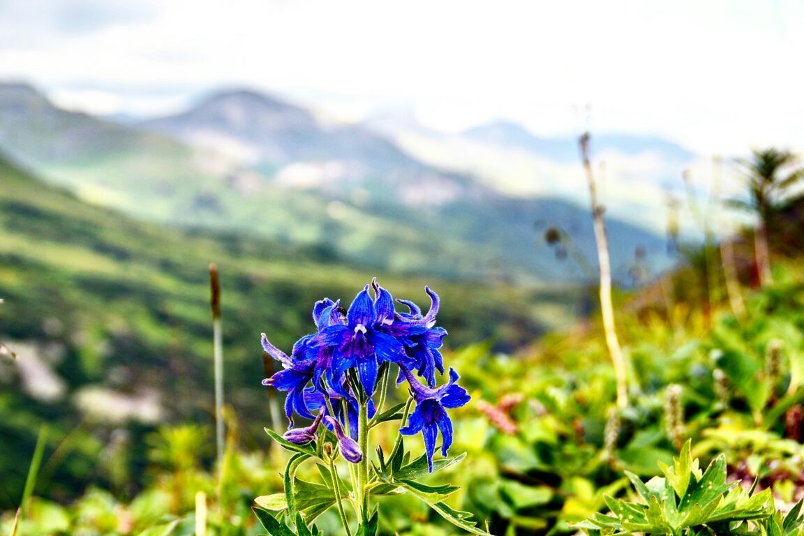 Beautiful Kamchatka - My, Kamchatka, , , , Longpost, Tolbachik Volcano