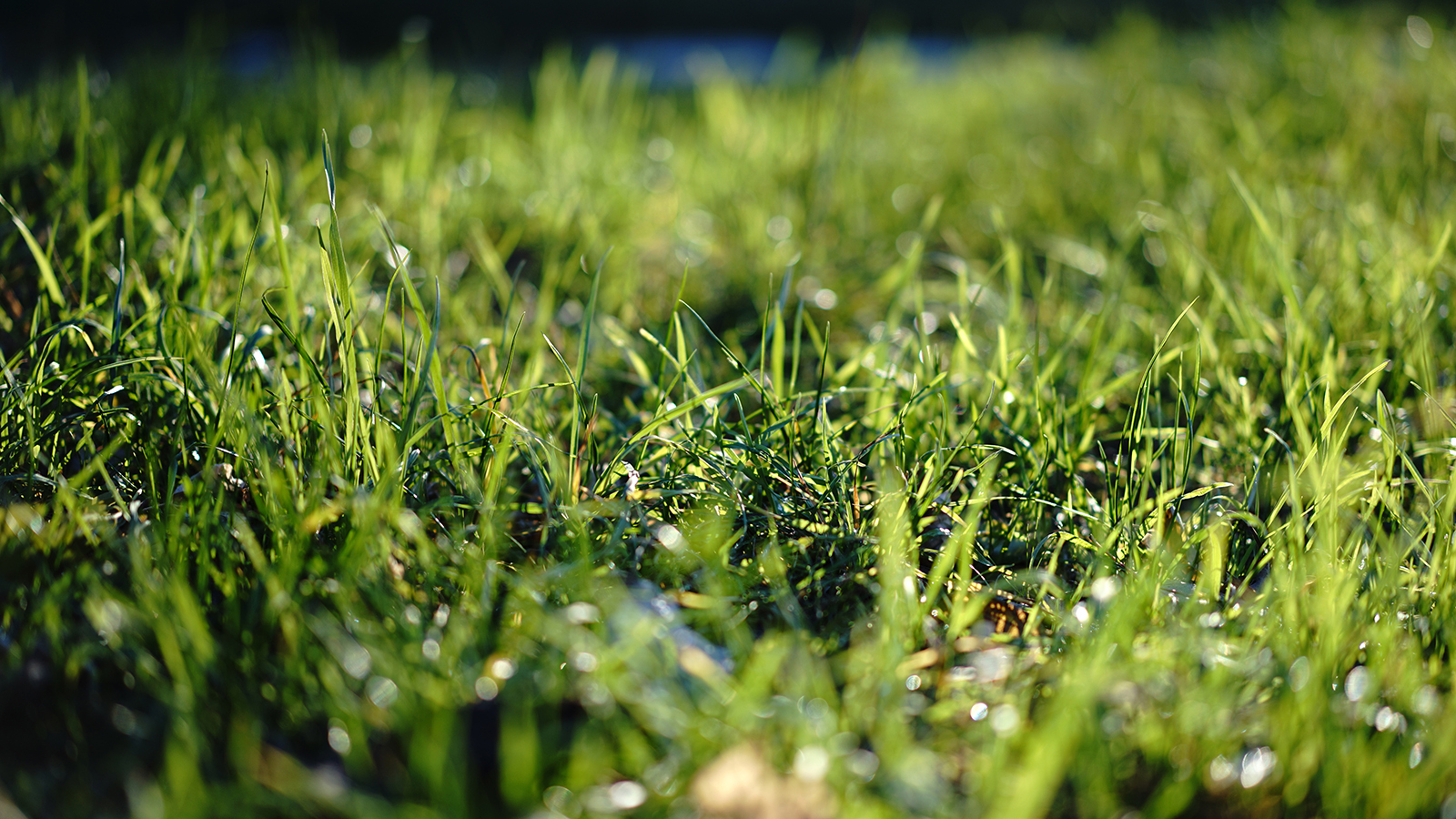 About simple and complex genres in photography. - My, The photo, Grass, Leaves, Autumn, Backlight, Close-up, Discussion, Longpost