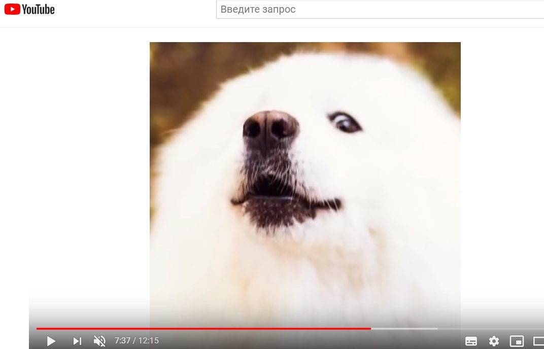 Когда удачно остановила видос. - Doggo, Собака