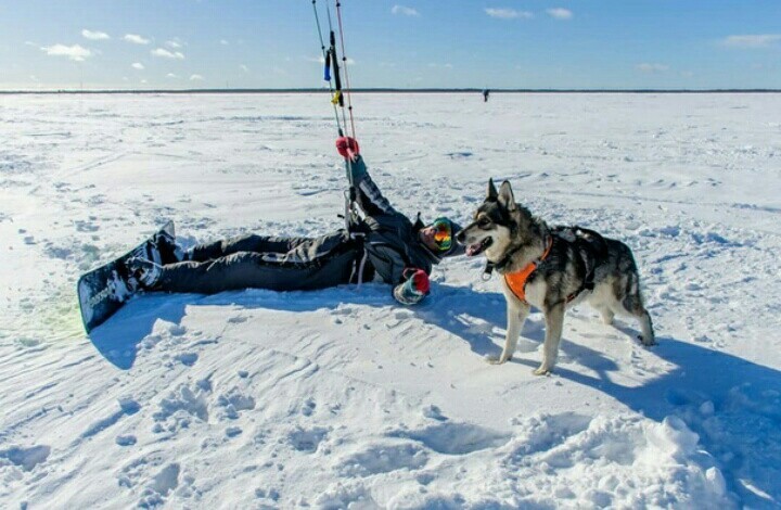 Winter fun - Winter, Snow, , Dog, Snowboard, Entertainment