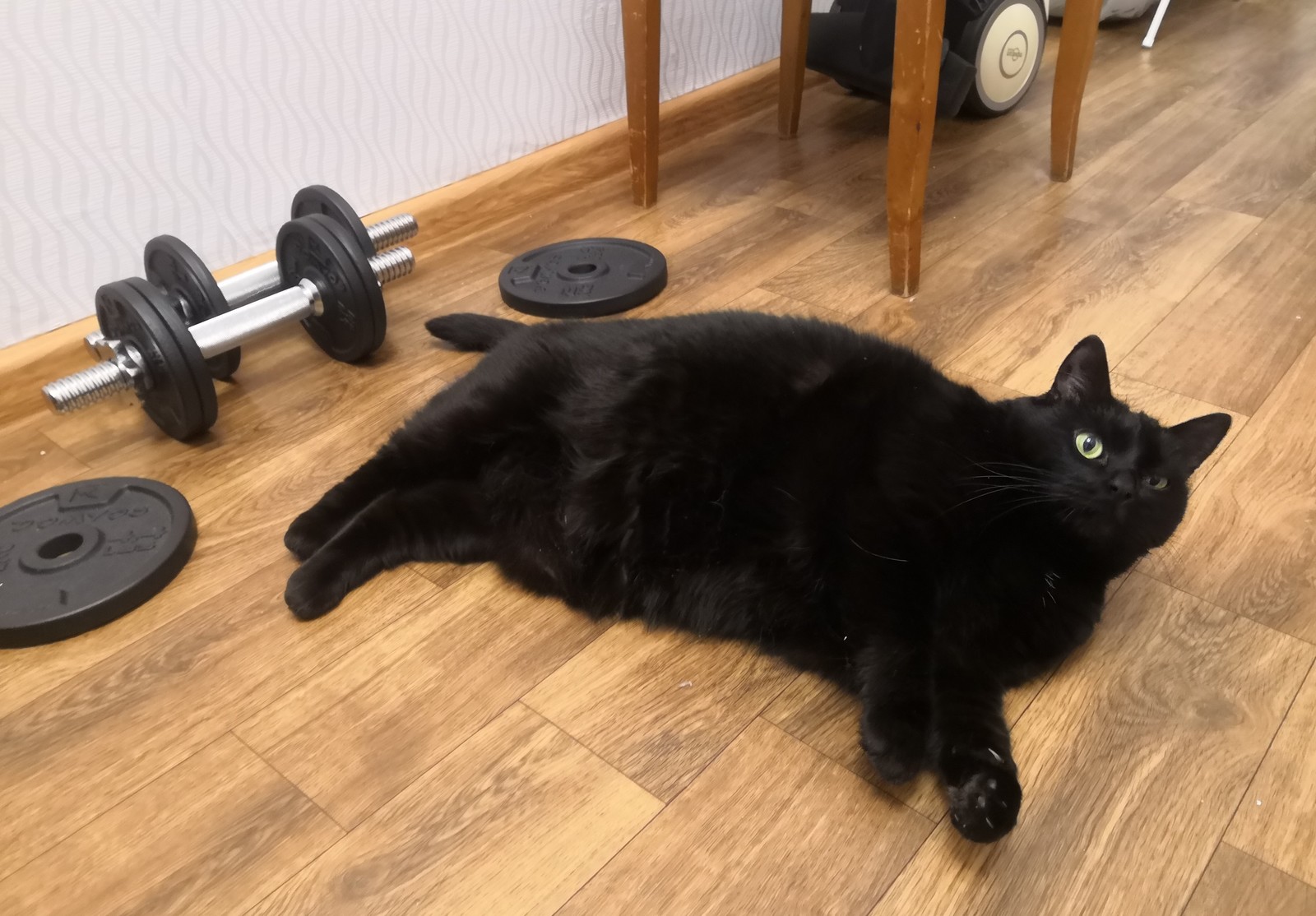 How are you preparing for the summer? - My, cat, Catomafia, Black cat, Sport, Fitonyashka