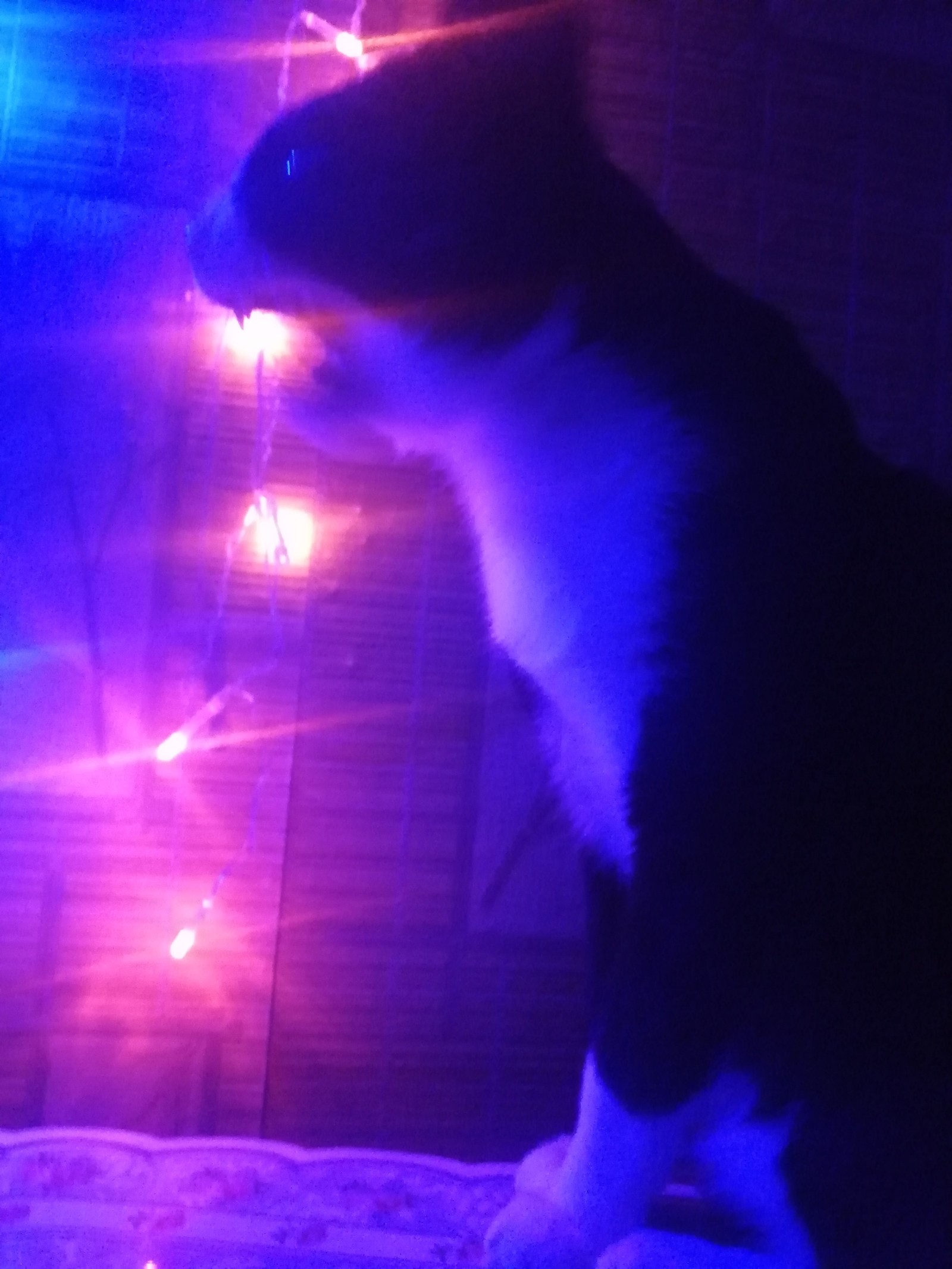 When I wanted to take a picture of a cat near a garland - My, cat, Expectation and reality, Garland