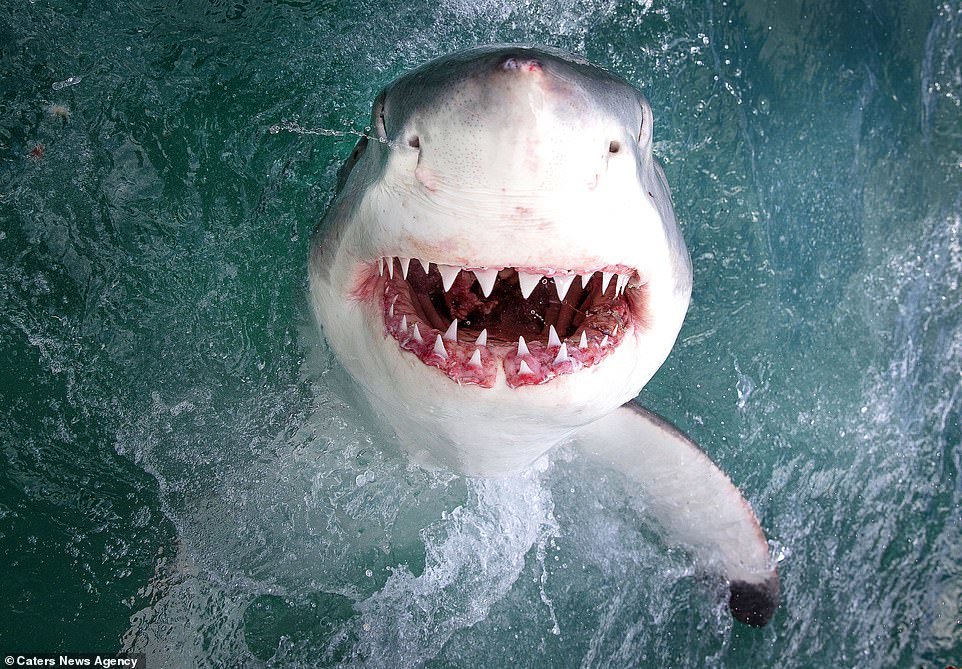 Interesting shots of the great white shark - Shark, Great white shark, The photo, In the animal world, Longpost