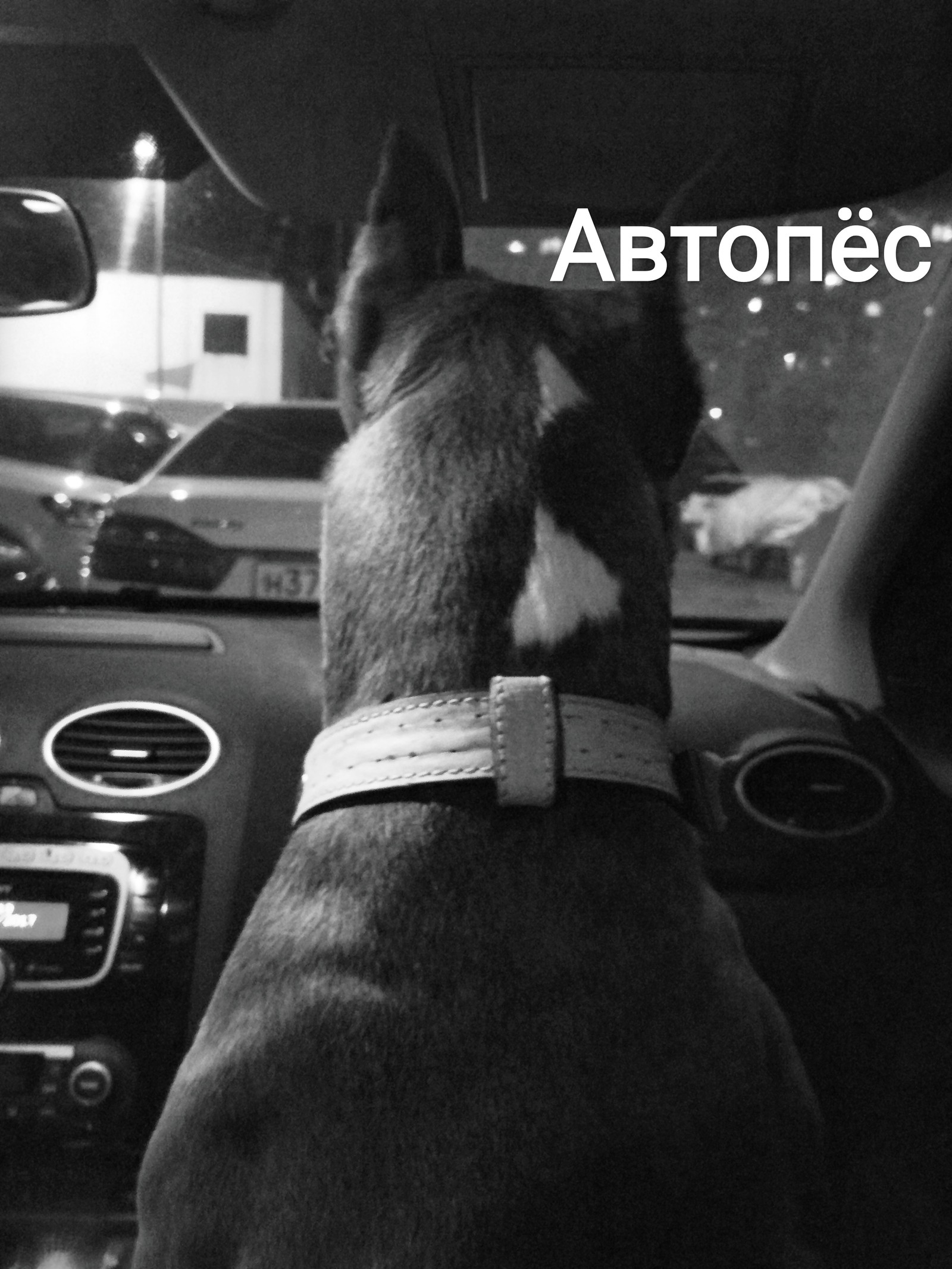 Автомобильная опция Автопёс. - Моё, Амстафф, Собака, Авто, Удобство