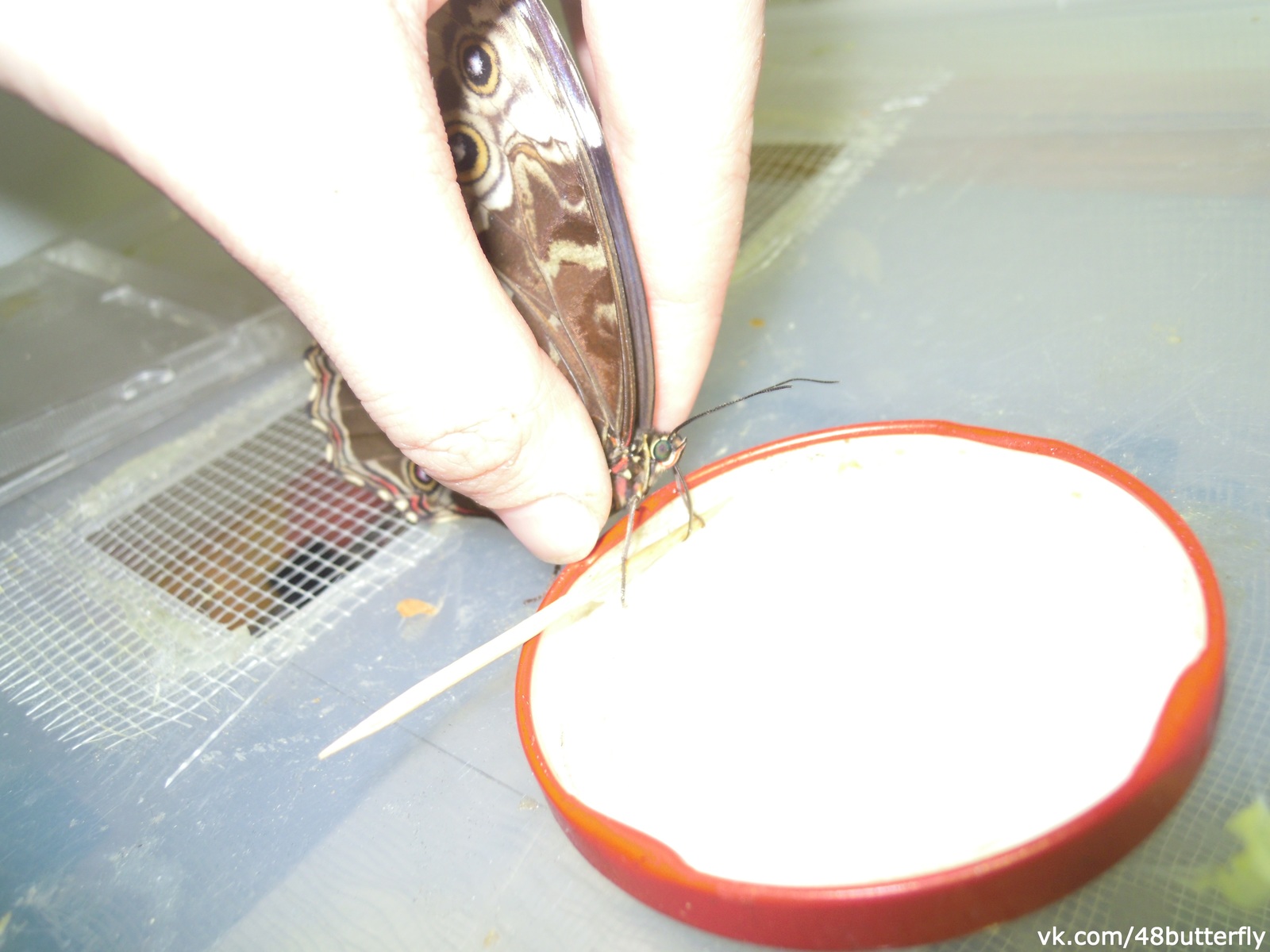 Feeding domestic tropical butterflies - My, Butterfly, Entomology, Nature, Animals, Insects, Video, Longpost