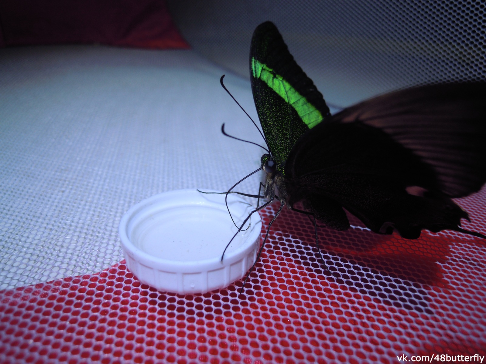 Feeding domestic tropical butterflies - My, Butterfly, Entomology, Nature, Animals, Insects, Video, Longpost