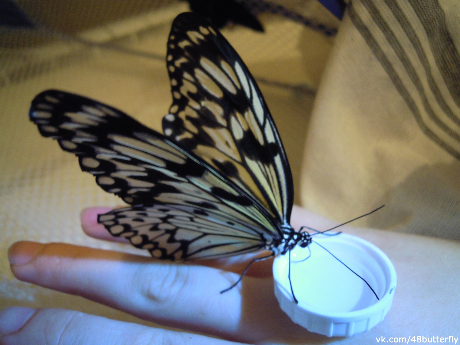 Feeding domestic tropical butterflies - My, Butterfly, Entomology, Nature, Animals, Insects, Video, Longpost