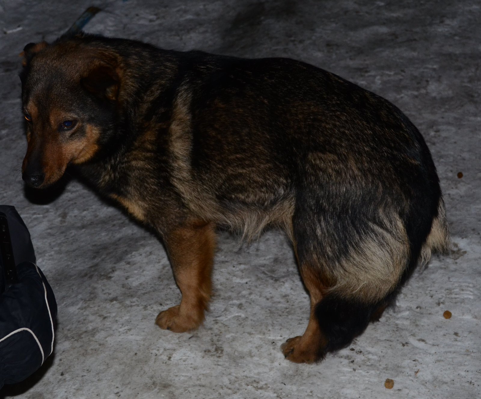 Barnaul, a lost dog wanders around the cardio center - My, Dog, Found a dog, Lost, No rating, Barnaul, Help, Helping animals