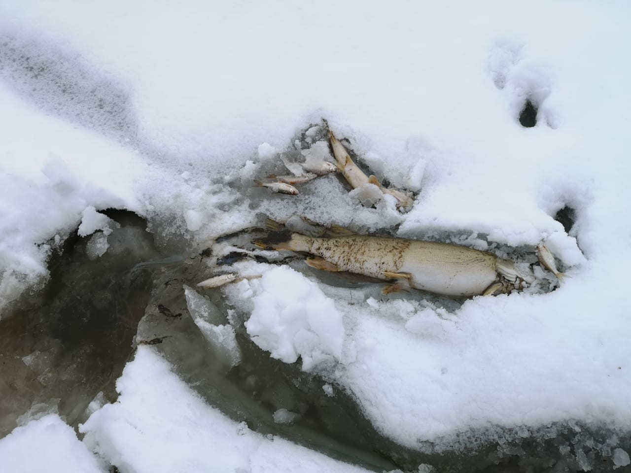 Явление замора в замкнутых водоемах