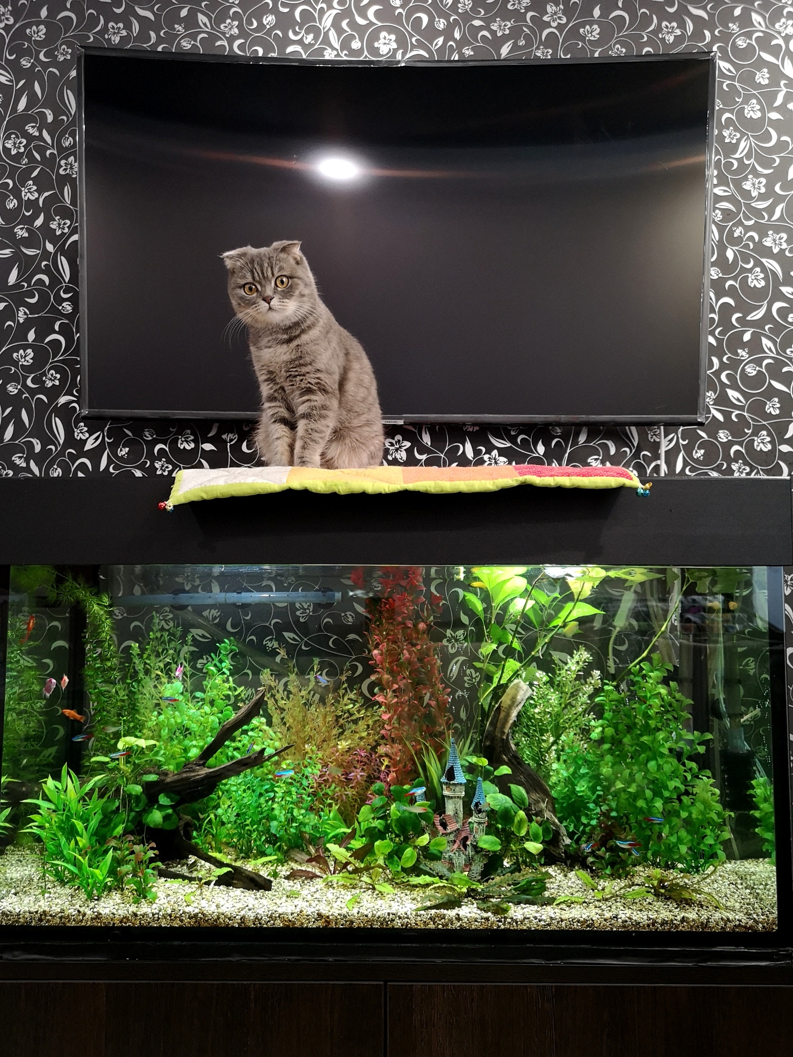 Aquarium with artificial plants 2 months later - My, Aquarium, The photo, Aquarium fish, Longpost, cat