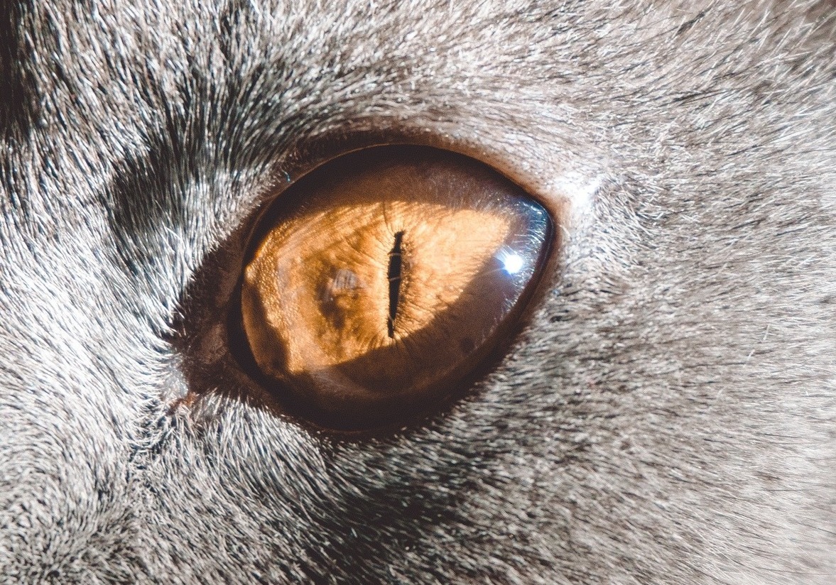 bewitching eyes - My, cat, Sight, Catomafia, Pets, Eyes