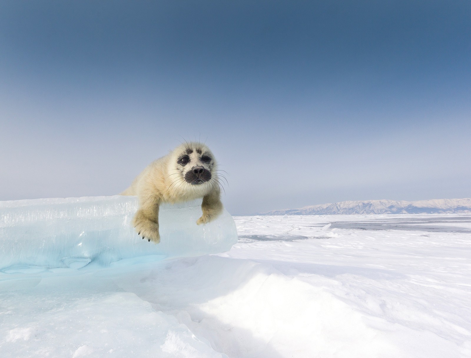 The amazing world of Baikal - Baikal, The photo, Ice, Nature, Seal, The nature of Russia, Longpost