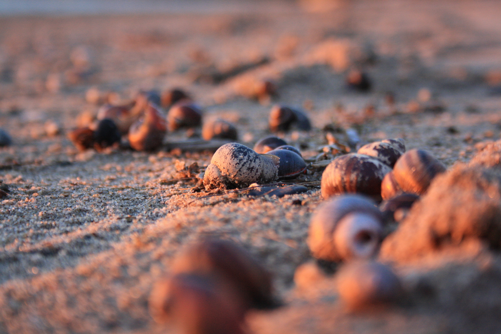 On the Ob Sea - My, The photo, Shore, Seashells, Summer, Canon, Novosibirsk