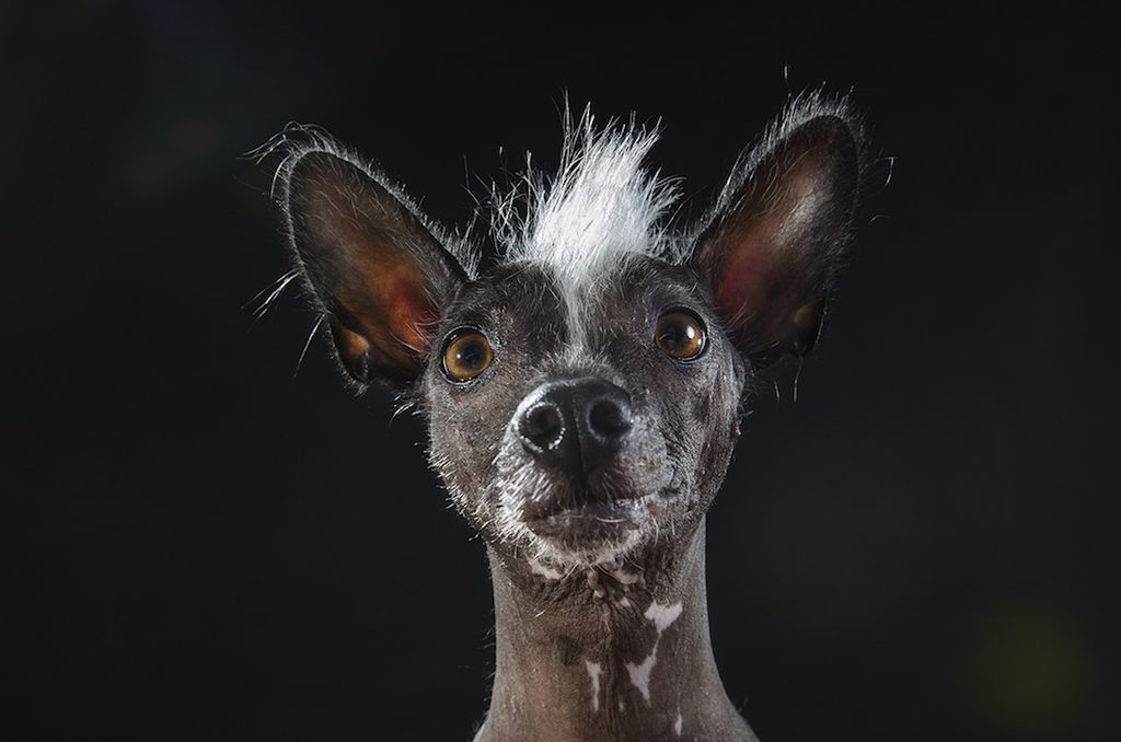 Such a different Xoloitzcuintle - Xoloitzcuintli, Dog, Animals, Longpost