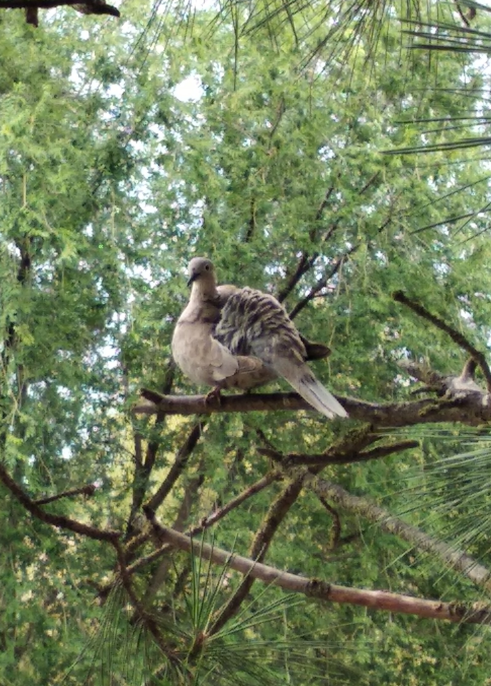 Girobas bird. - My, Birds, The photo, Text, Sanatorium, Tree