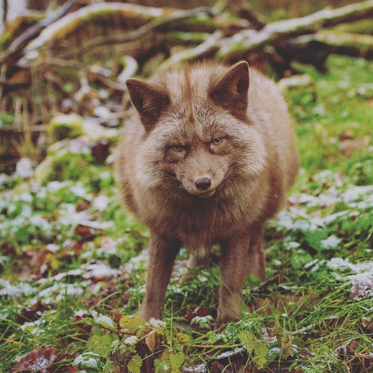 When she ate Kolobok ... Whole! ^.^ - Fox, Animals, Milota, The photo