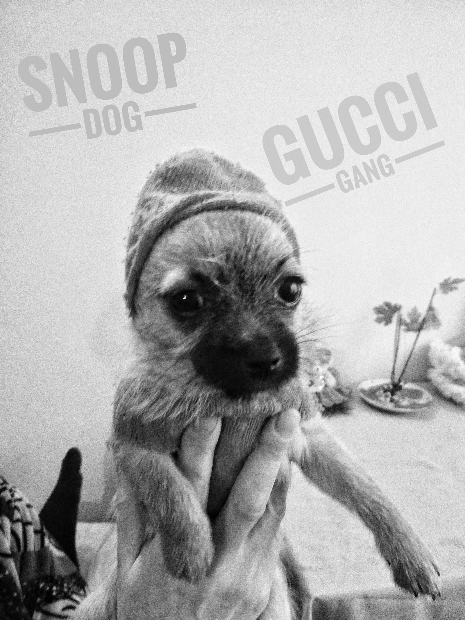 My dog ??looks like Snoop Dogg - My, Snoop dogg, Dog