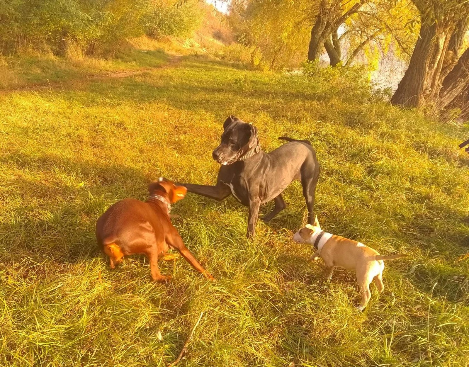 Funny Bull Terrier Fox - My, Dog, Puppies, Longpost