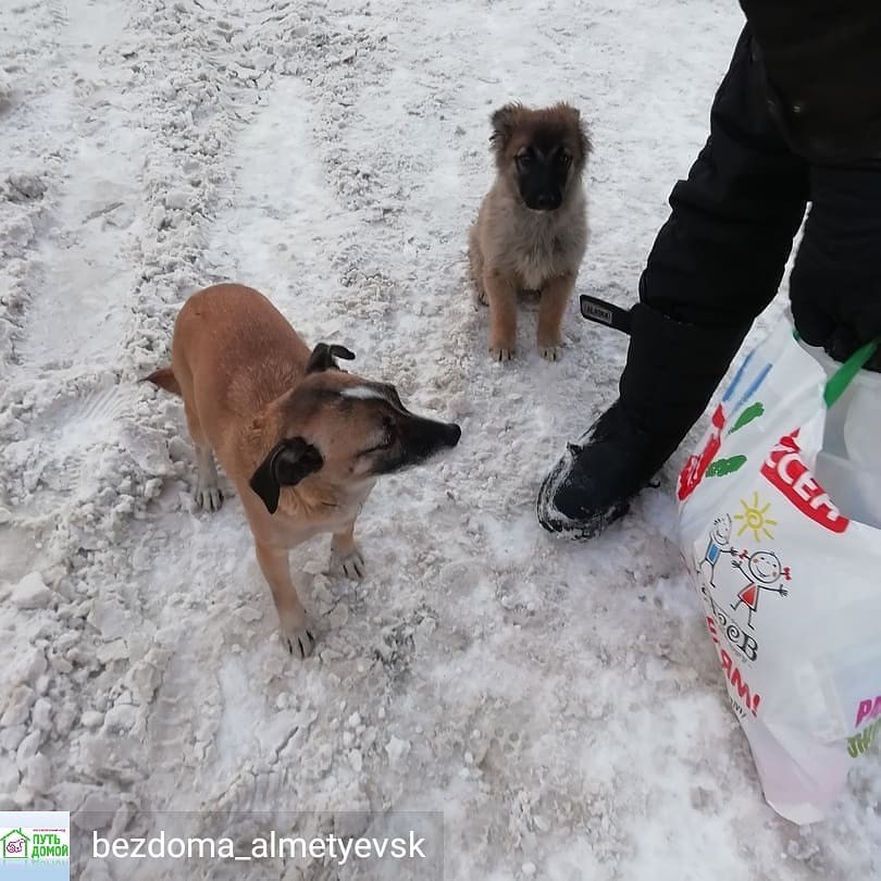 Очень жаль что не все обращают внимание на происходящее вокруг...не важно беда произошла с человеком или животным... - Альметьевск, Без рейтинга, Длиннопост