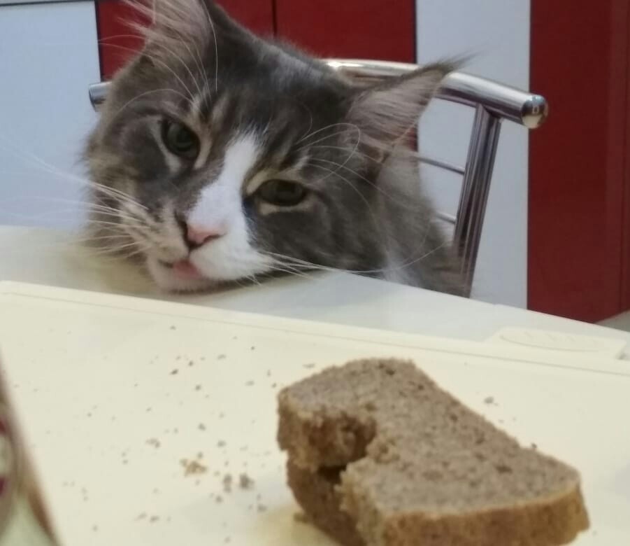 Cat hunger - My, cat, Food, Bread, Hunger, Maine Coon