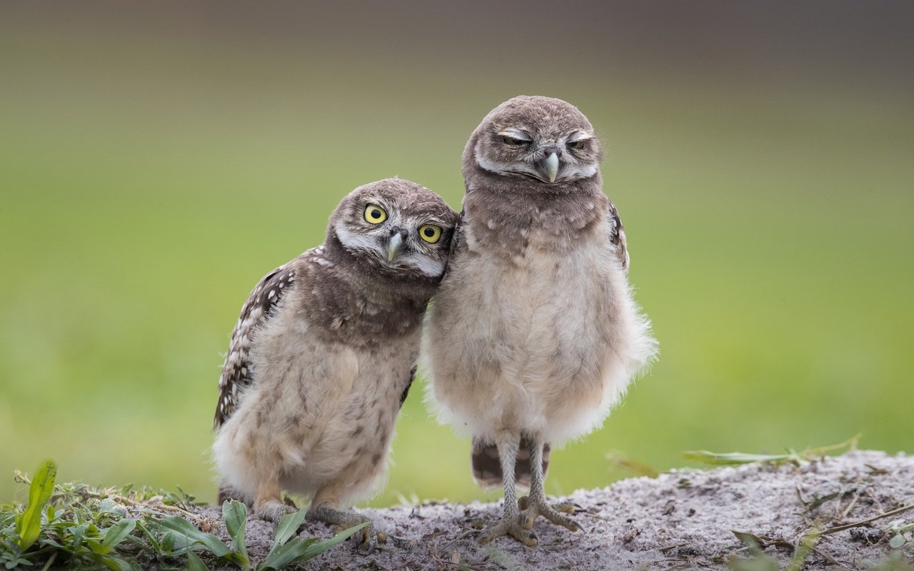 My husband and I are sitting in front of the telly - Rabbit owl, Owl, Birds