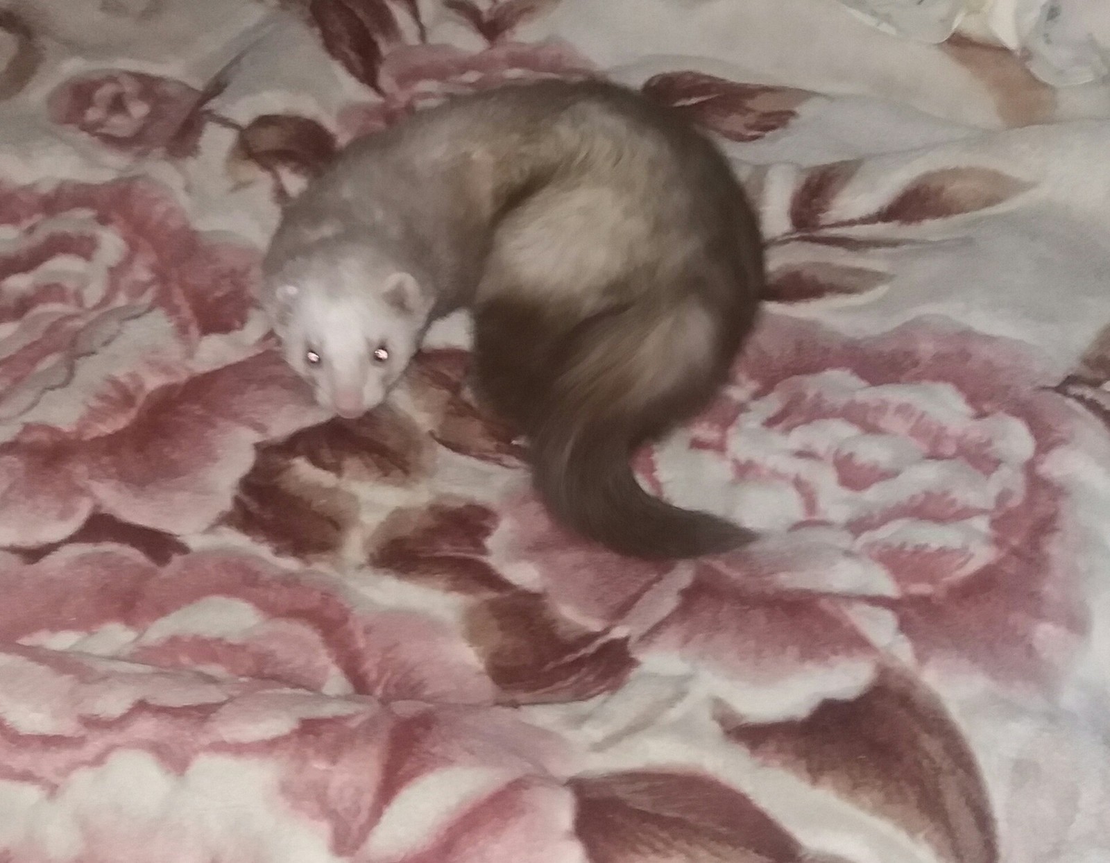 Ferret is not a toy - My, Ferret, Care and maintenance, Pet, Longpost, Pets