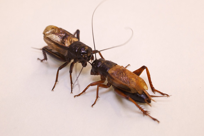 Female crickets value more in suitors not strength, but behavioral flexibility - The science, Entomology, Insects, Crickets, Copy-paste, Elementy ru, Longpost