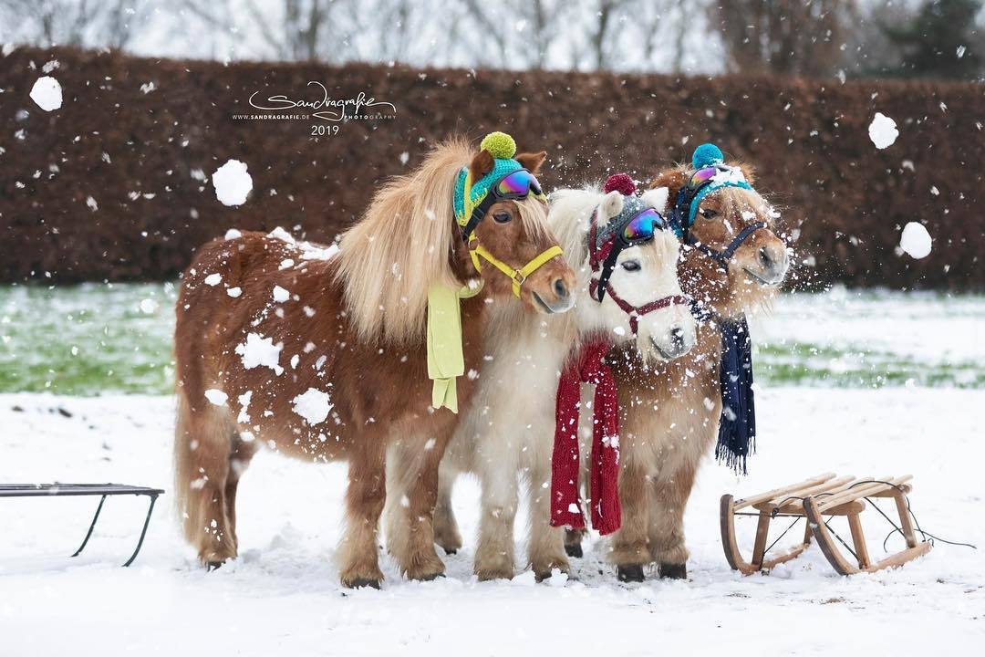 Ponies in hats - Pony, Horses, Cap, Scarf