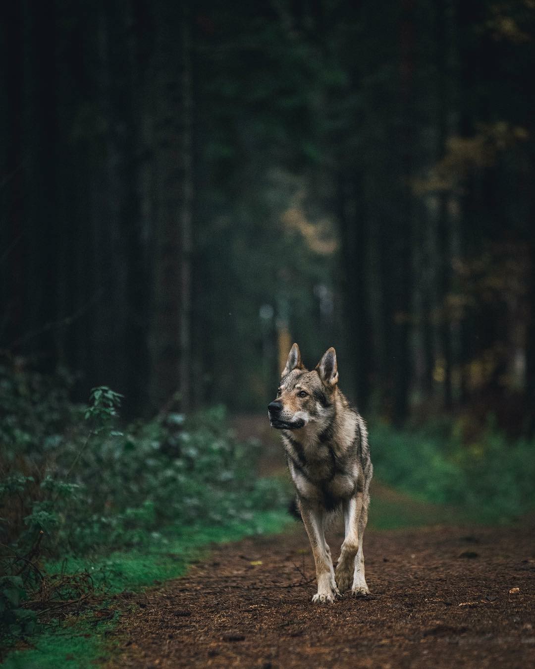 Чехословацкая Волчья собака Эстетика