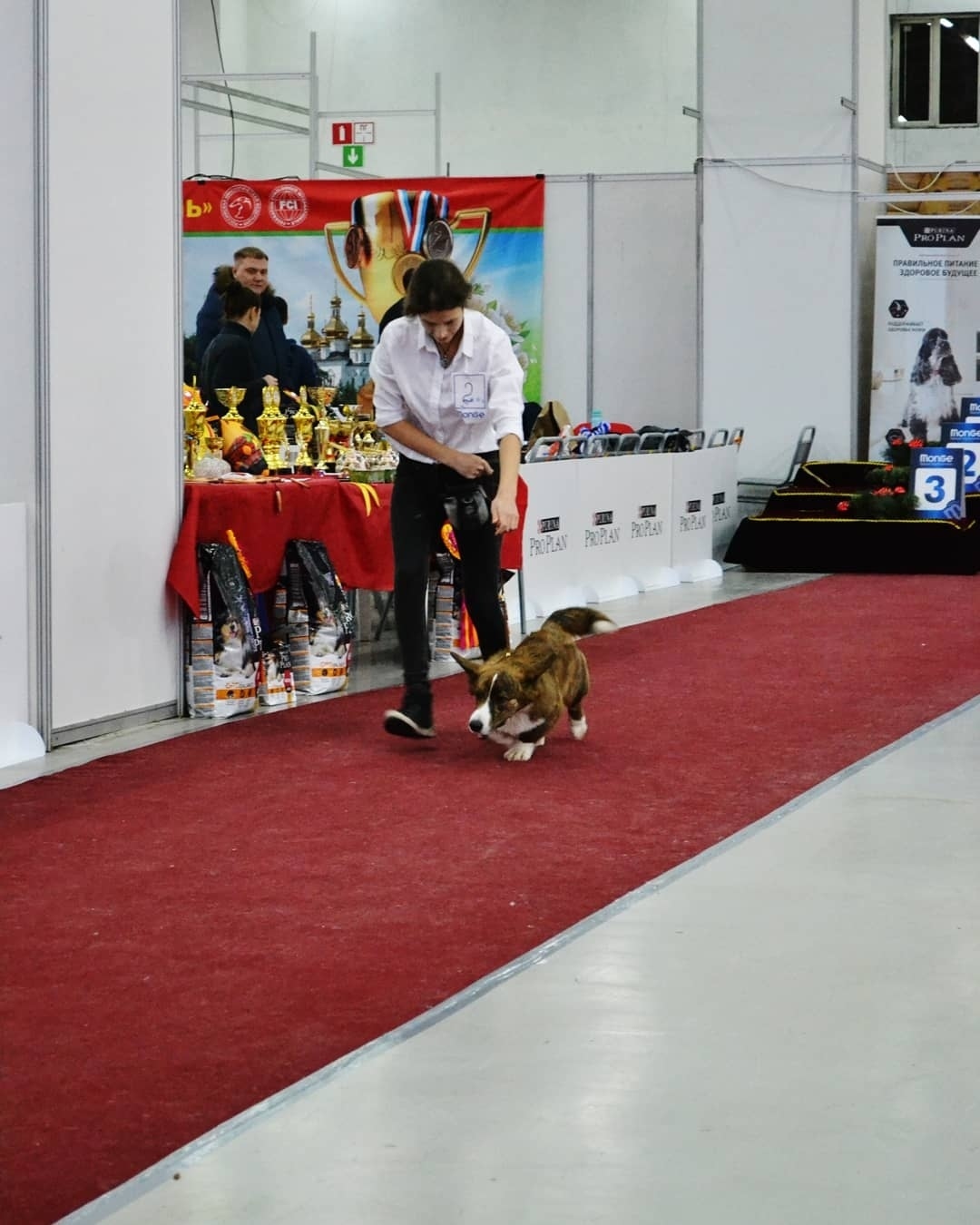 About the first exhibition or the first pancake…. - My, Dog show, Corgi, Welsh Corgi Cardigan, Dog, Puppies, Canines, Debut, Longpost