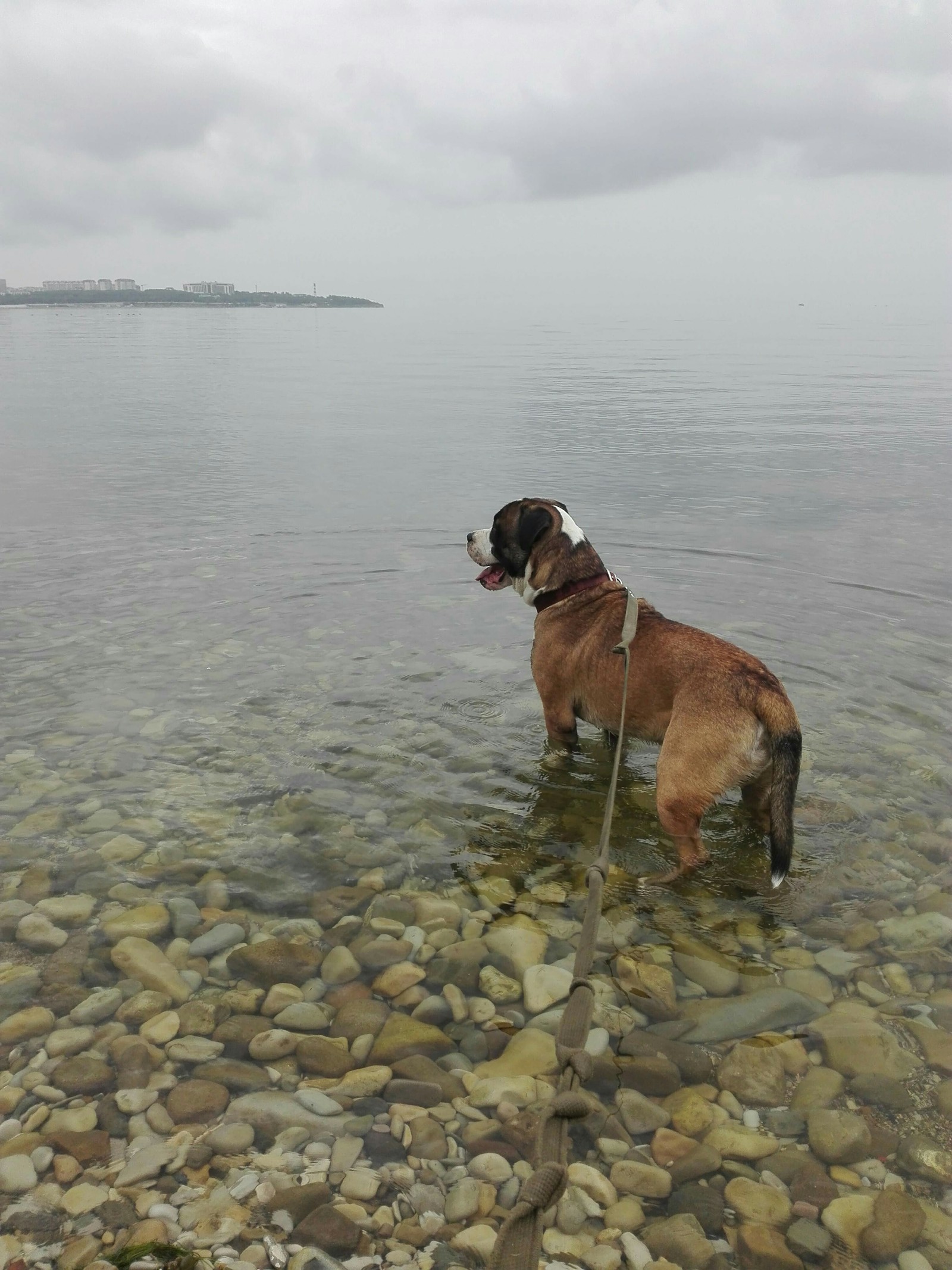 Sea. - My, Dog, Black Sea, Gelendzhik, Wild ducks, Longpost