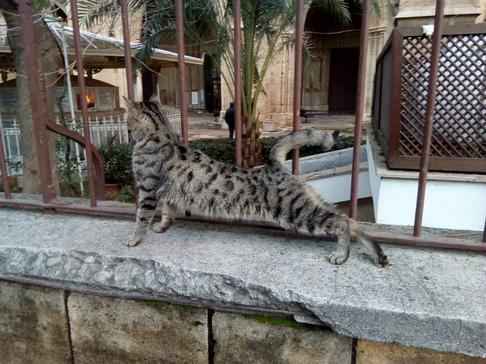 Desert winter Cyprus cats - My, cat, Cyprus, , Winter, Longpost, Pets