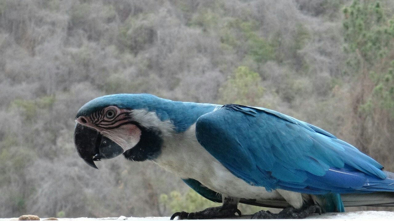 Beautiful color - Macaw parrots, A parrot, Macaw, The photo