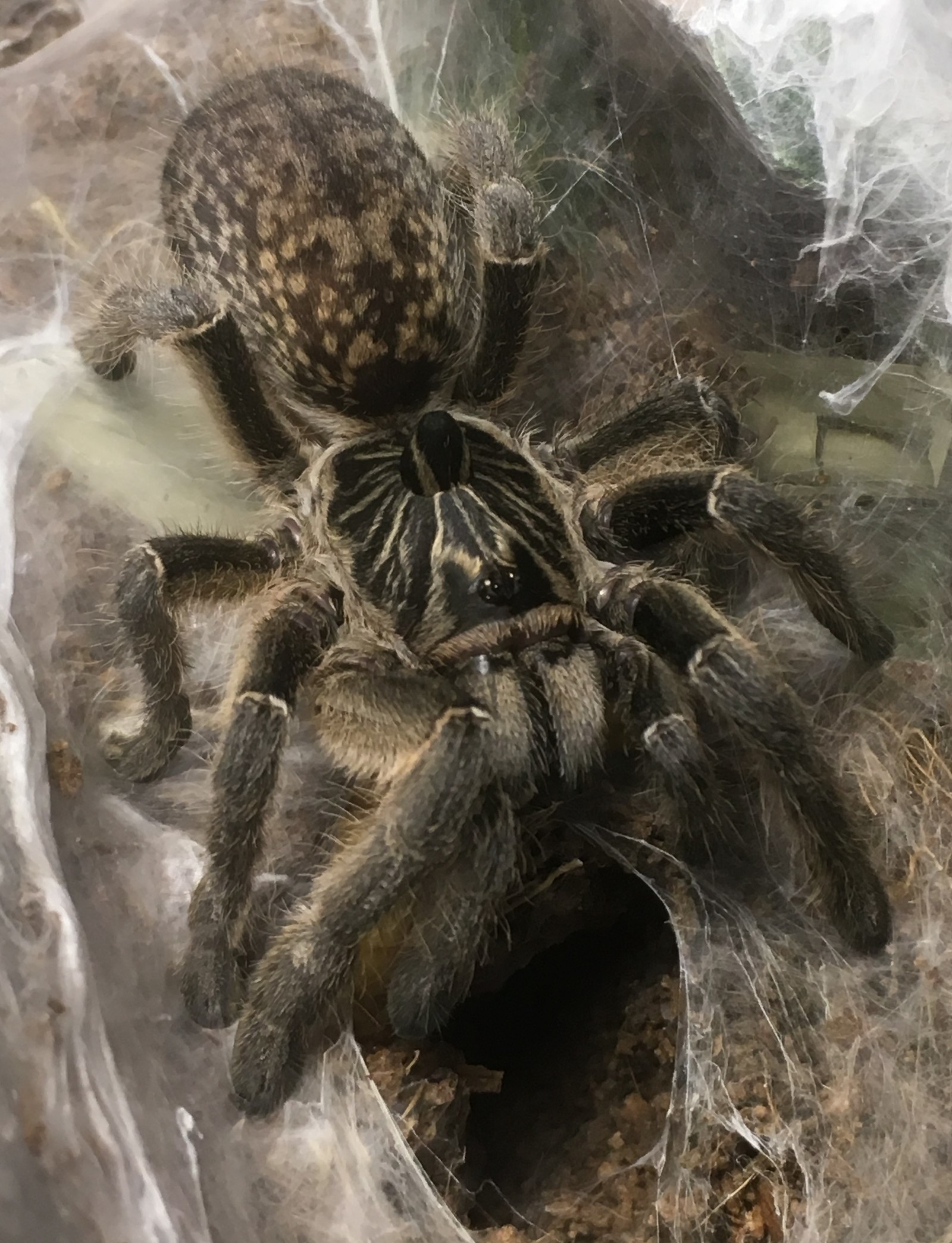 Spider world (part 5) - My, Spider, Bird spiders, Arachnophobia, Animals, Milota, Longpost, Nature, Video, GIF