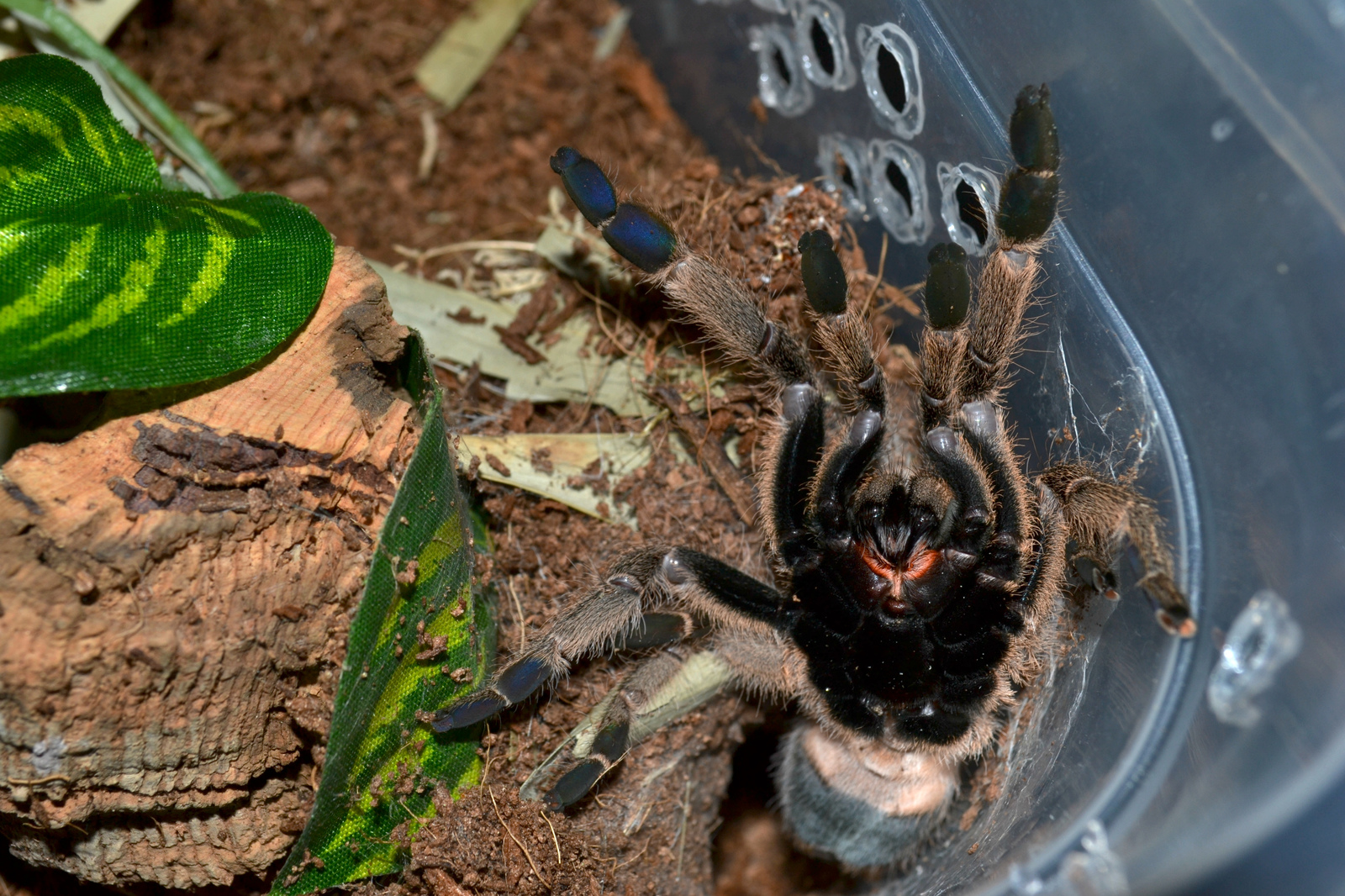 Spider world (part 5) - My, Spider, Bird spiders, Arachnophobia, Animals, Milota, Longpost, Nature, Video, GIF