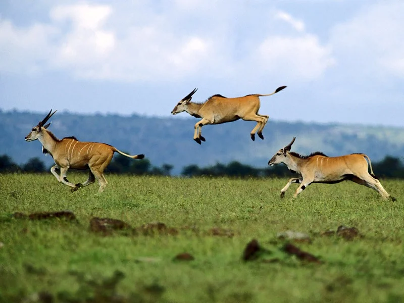 Flying walk.. - , Canna, Antelope, Animals, Grace, The photo