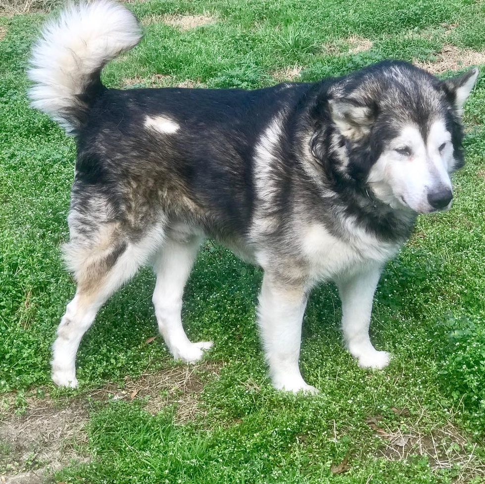 The dog who spent his whole life on a chain has changed beyond recognition - Animal Rescue, Dog, Longpost, Alaskan Malamute, It Was-It Was, Kindness, Positive