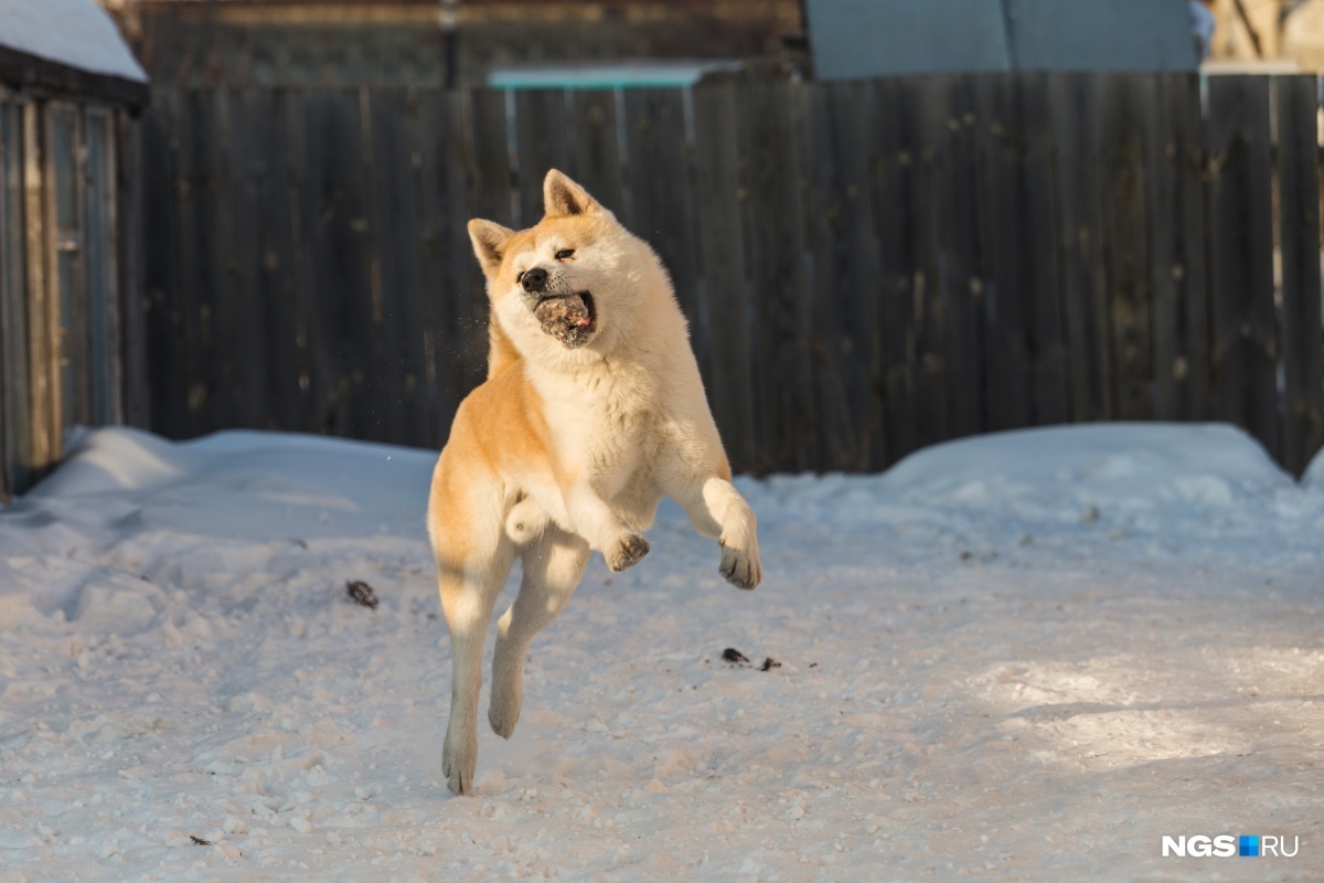 Business on the bones: Siberian built the production of sweets for animals - Akita inu, Dog, Siberia, Novosibirsk, Business, Yummy, Entrepreneurship, Longpost