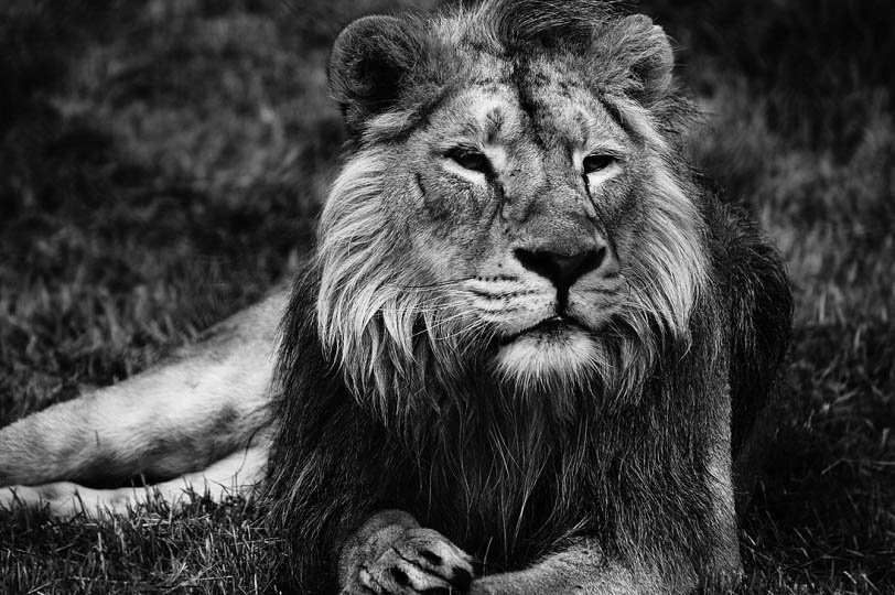 Everything is like people. - cat, Love, , a lion, Lioness, Longpost