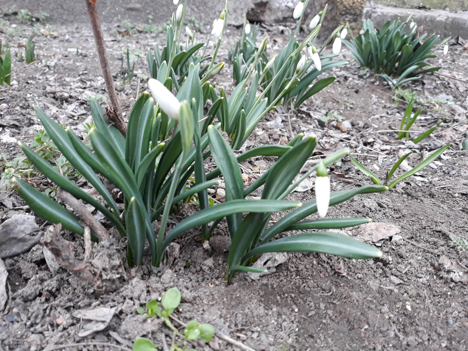 Crimea, February - My, Nature, Flowers, Snowdrops, beauty of nature, Crimea, Spring, Longpost, Snowdrops flowers