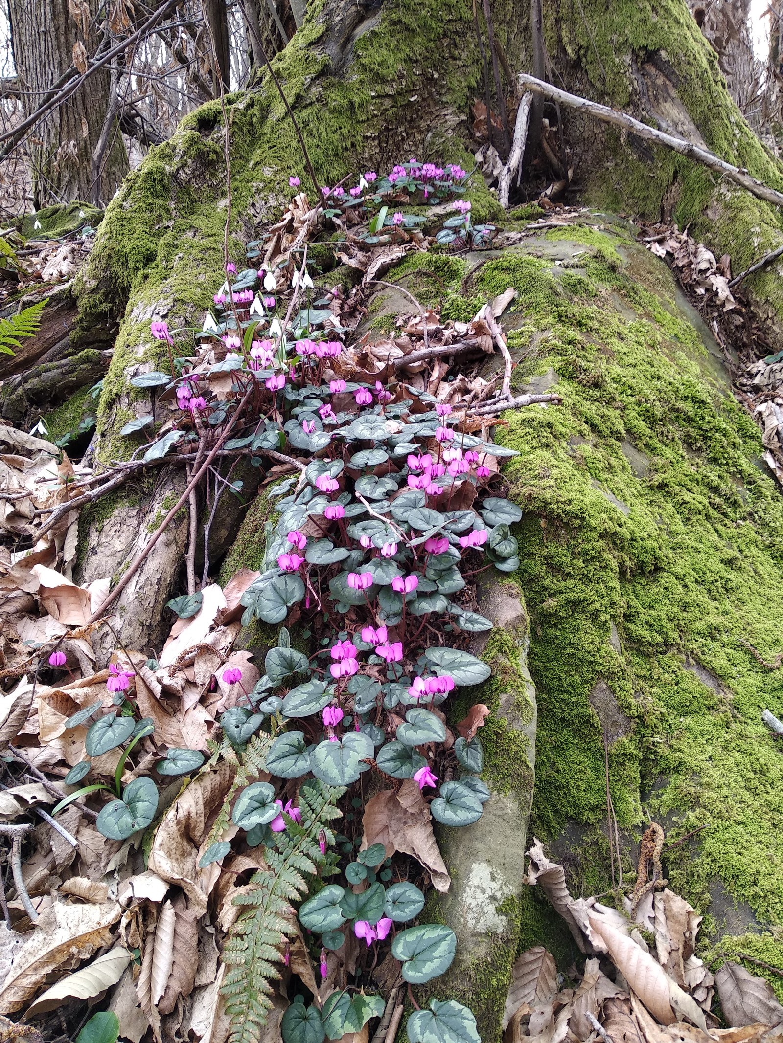 Caucasian primroses - My, Primroses, Tuapse, , Longpost, Winter