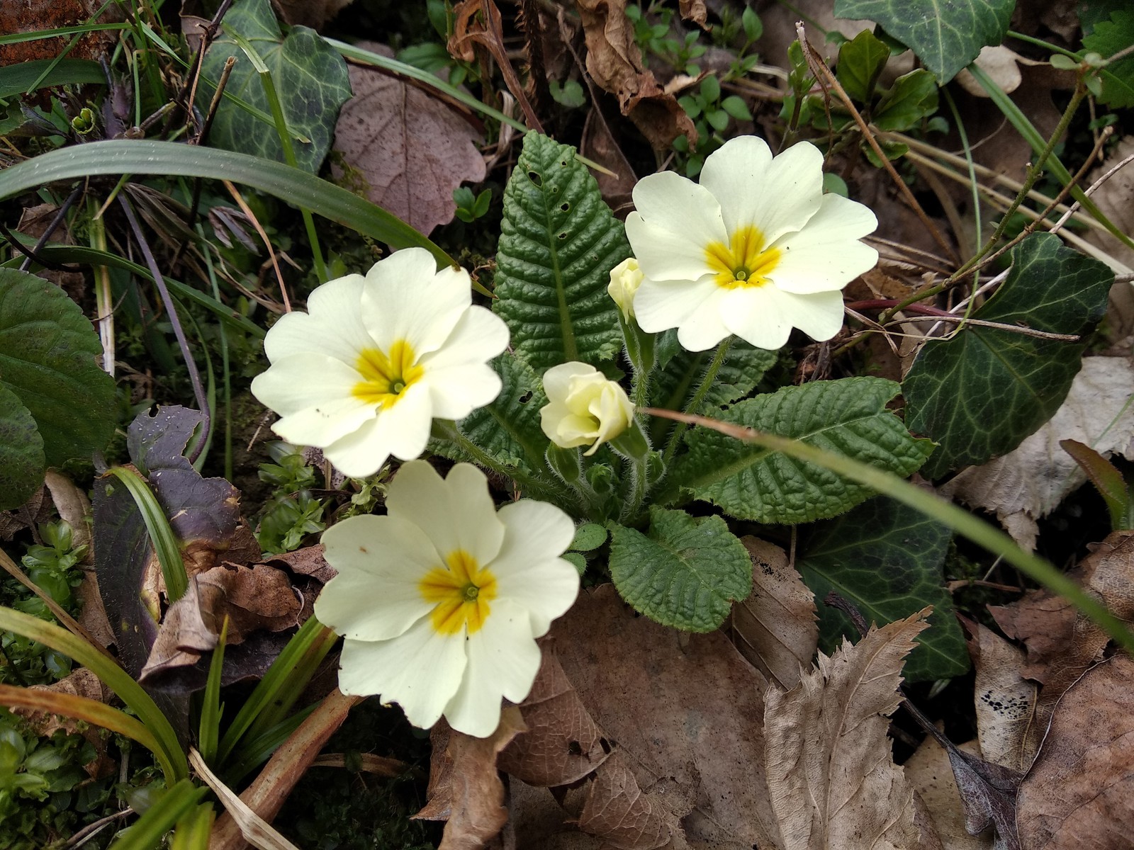 Caucasian primroses - My, Primroses, Tuapse, , Longpost, Winter