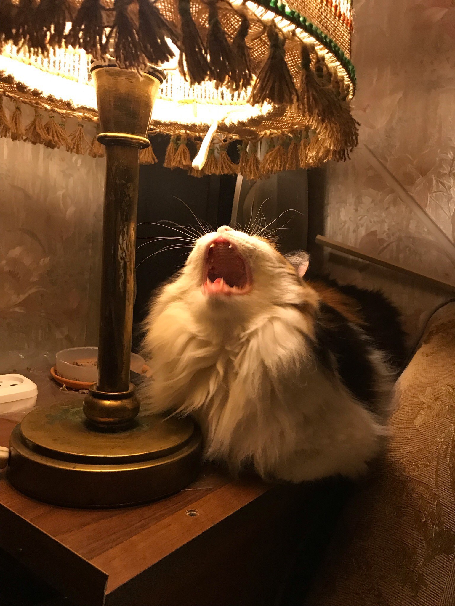 When I got the cat lamp in the posts - My, cat, Cat with lamp