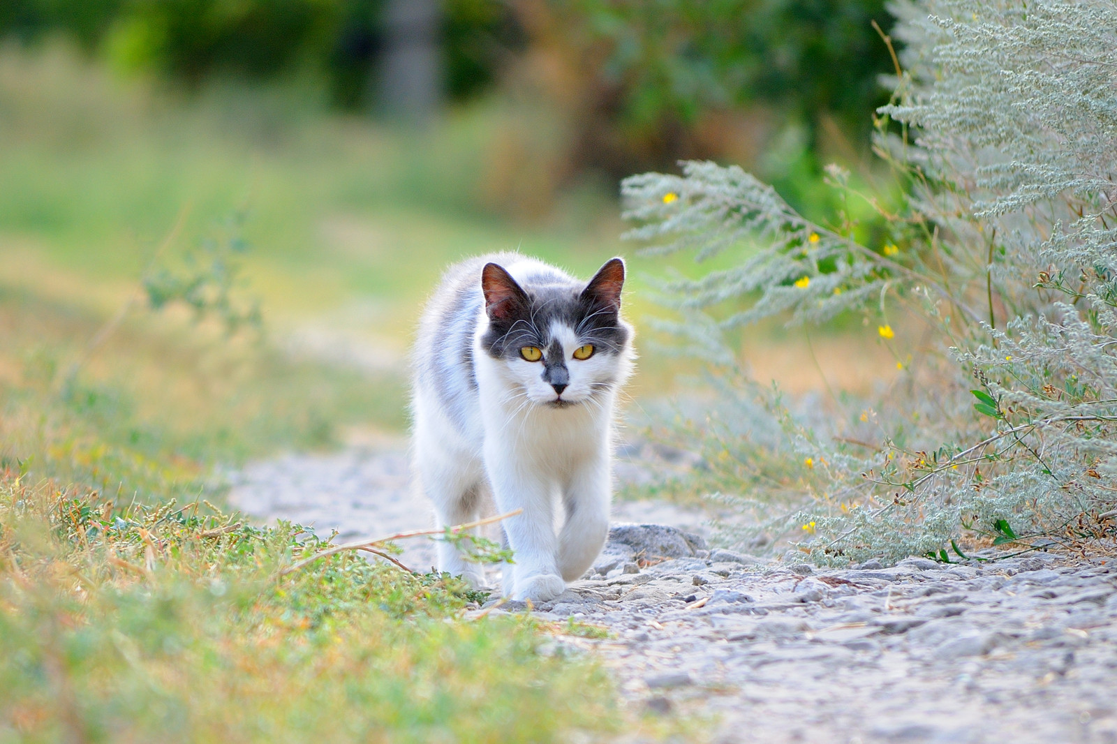 My animal. - My, The photo, Cat lovers, cat house, cat, Pets, Longpost